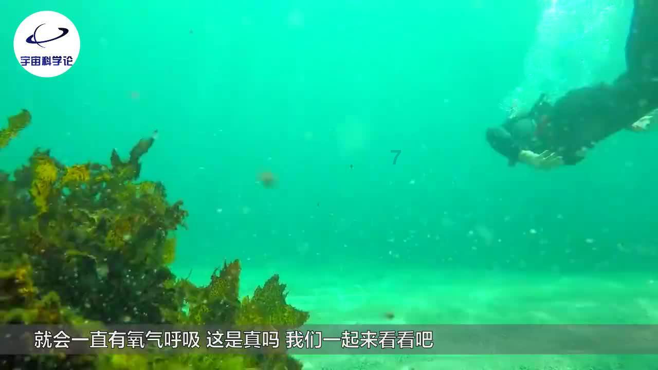 救援甜蜜熊